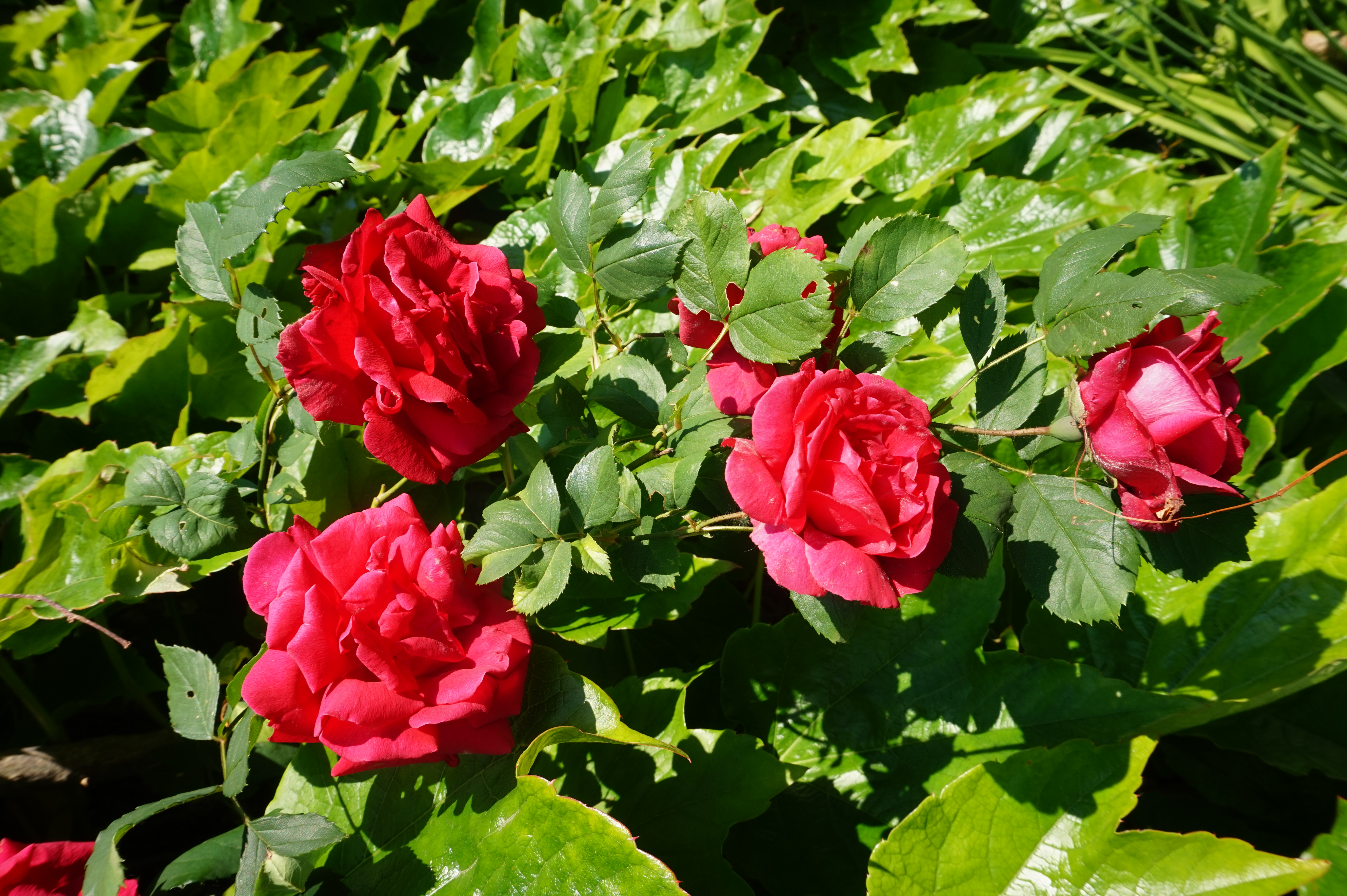 La rose Berlioz