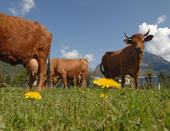 Vignette vaches