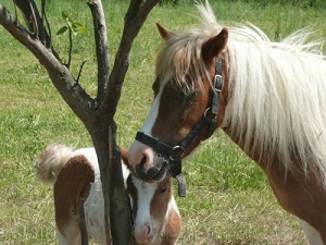 Photo d'un poney