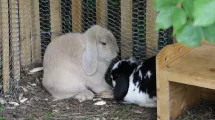 Deux lapins dans un enclos © Maison Bergès