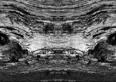 Les Yeux de la forêt © Philippe Baudelocque © Philippe Baudelocque
