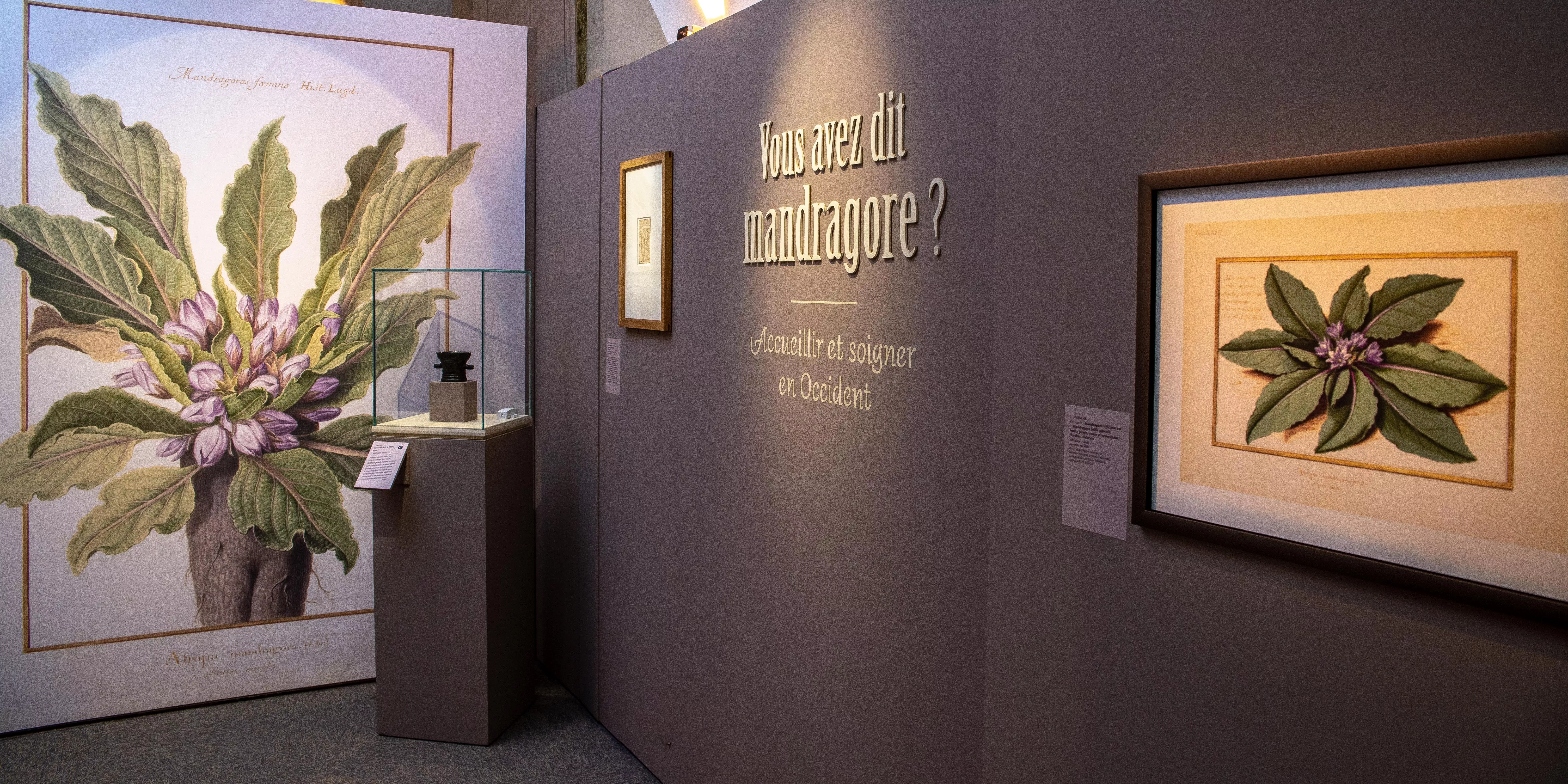 Vue de l'exposition Vous avez dit mandragore. Accueillir et soigner en Occident Vue de l'exposition Vous avez dit mandragore. Accueillir et soigner en Occident