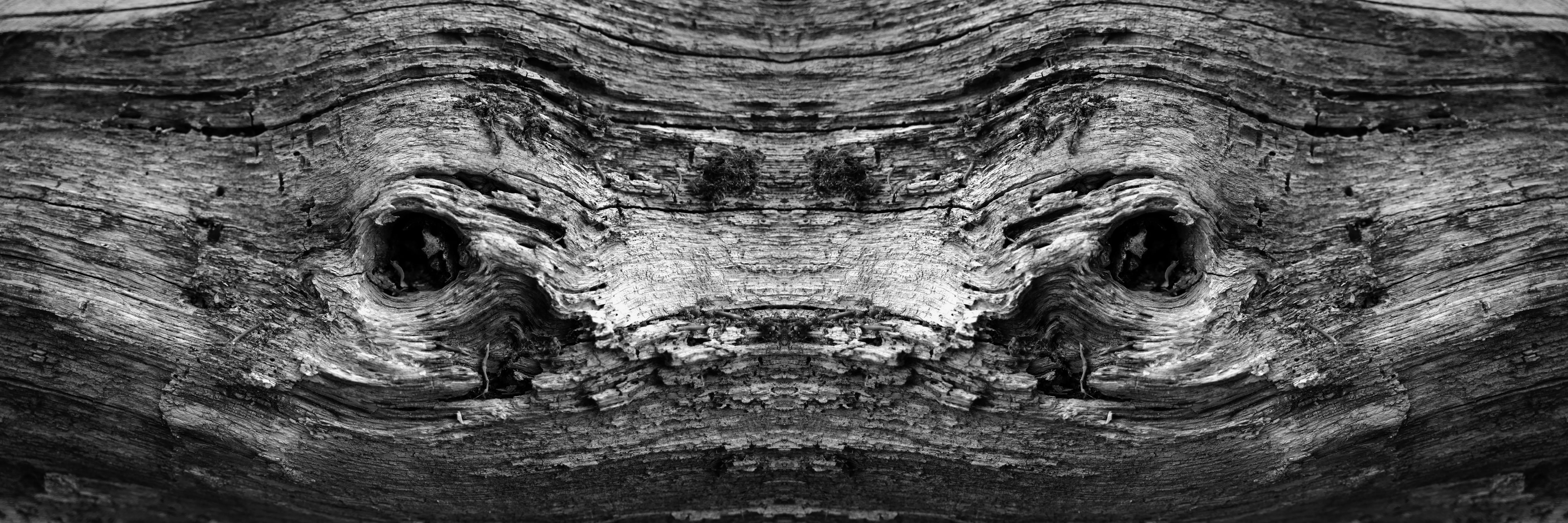 Les Yeux de la forêt © Philippe Baudelocque