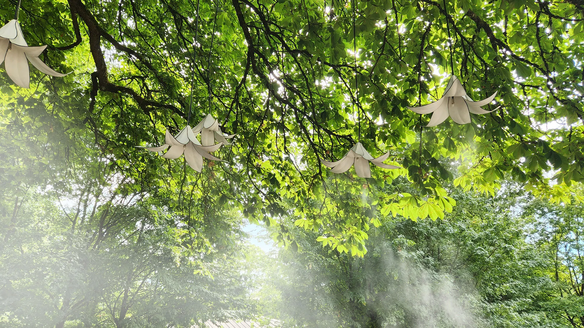 Fleurs blanches suspendues dans les branches, en train de brumiser