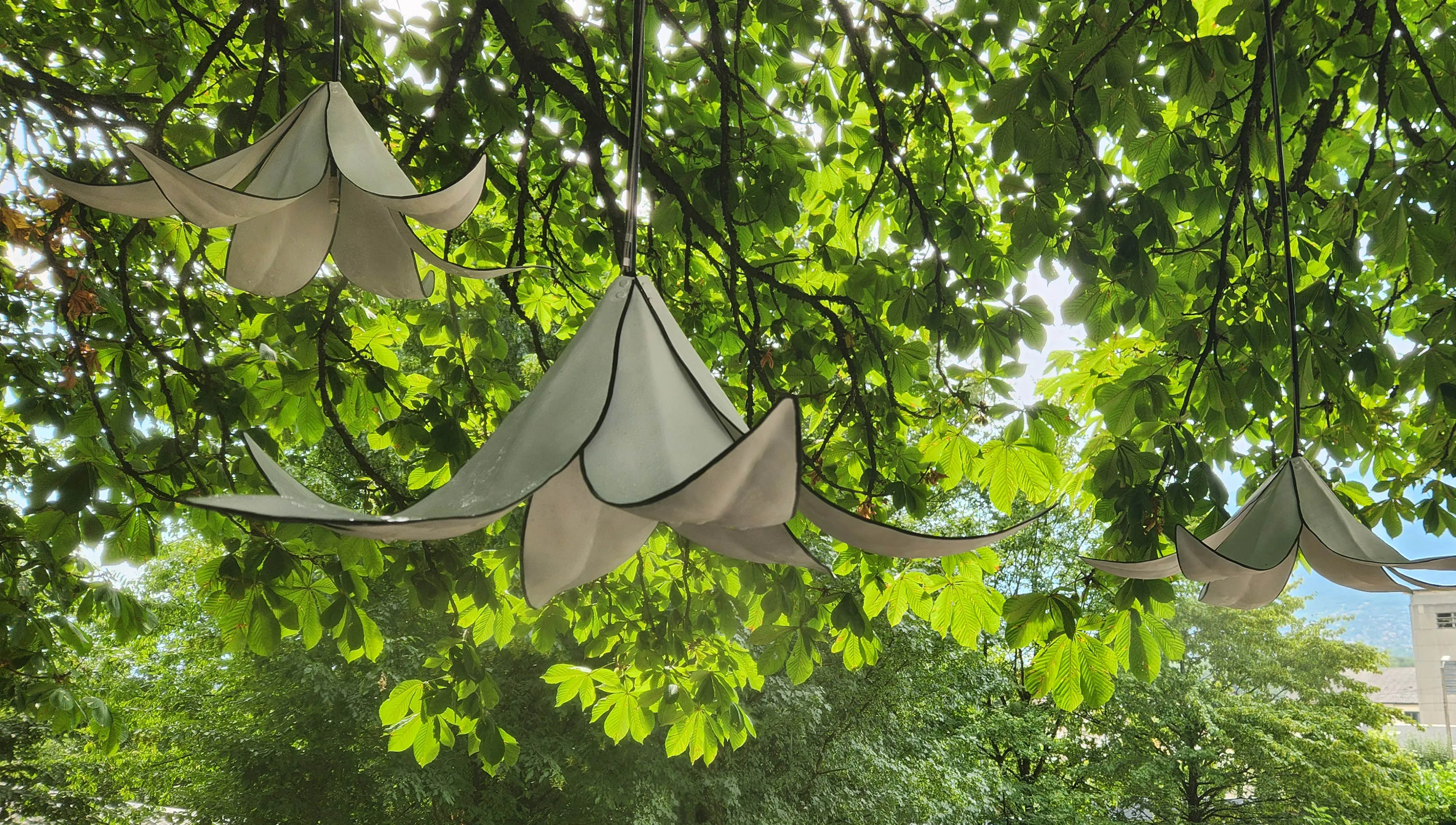 Fleurs blanches suspendues dans les branches, en train de brumiser
