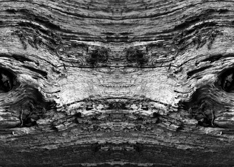 Les Yeux de la forêt © Philippe Baudelocque © Philippe Baudelocque