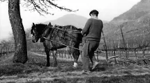 Cheval dans les vignes entre La Terrasse et Saint-Vincent-de-Mercuze © Archives de Crolles