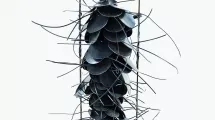 J.Negri, Fibule, 2013