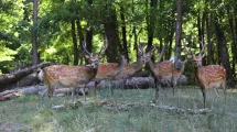 Les cervidés du domaine © Domaine de Vizille | Département de l'Isère