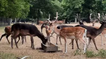 Les cervidés du domaine © Domaine de Vizille | Département de l'Isère