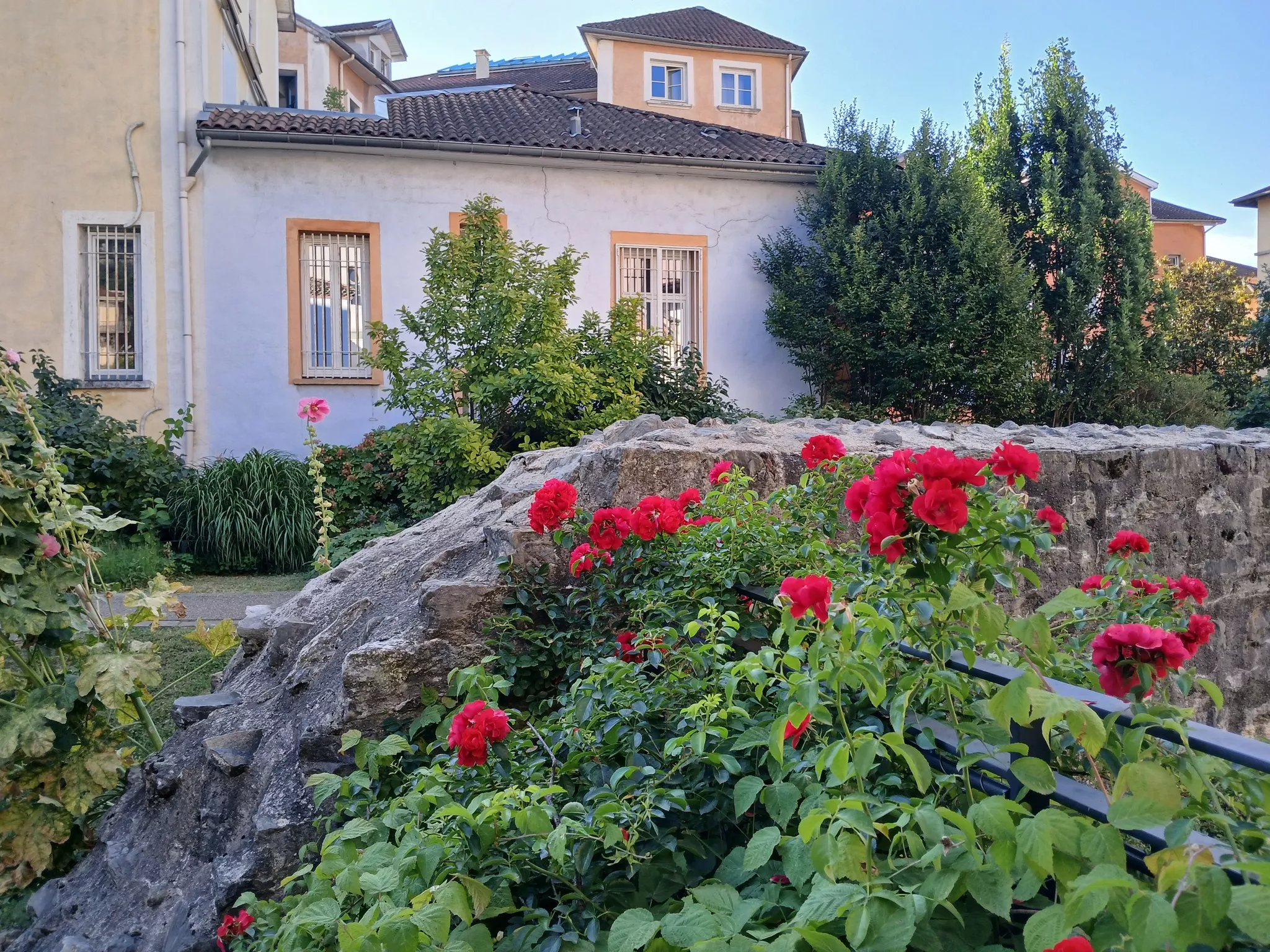 le jardin du musée : rempart et roses rouges
