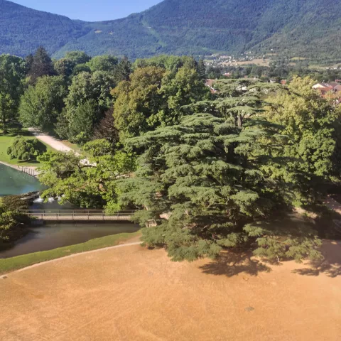 Cèdre du Liban © Domaine de Vizille | Département de l'Isère