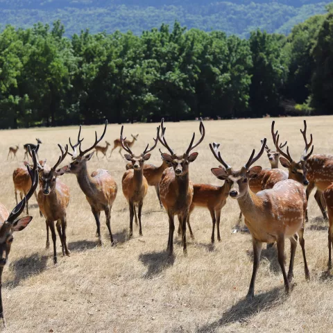 Les cervidés du domaine © Domaine de Vizille | Département de l'Isère