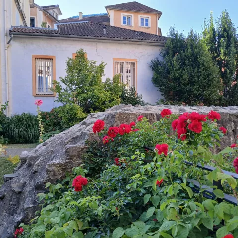 le jardin du musée : rempart et roses rouges