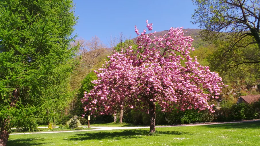 Vue en couleur d'un arbre en fleurs rose © ©Domaine de Vizille/Département de l'Isère