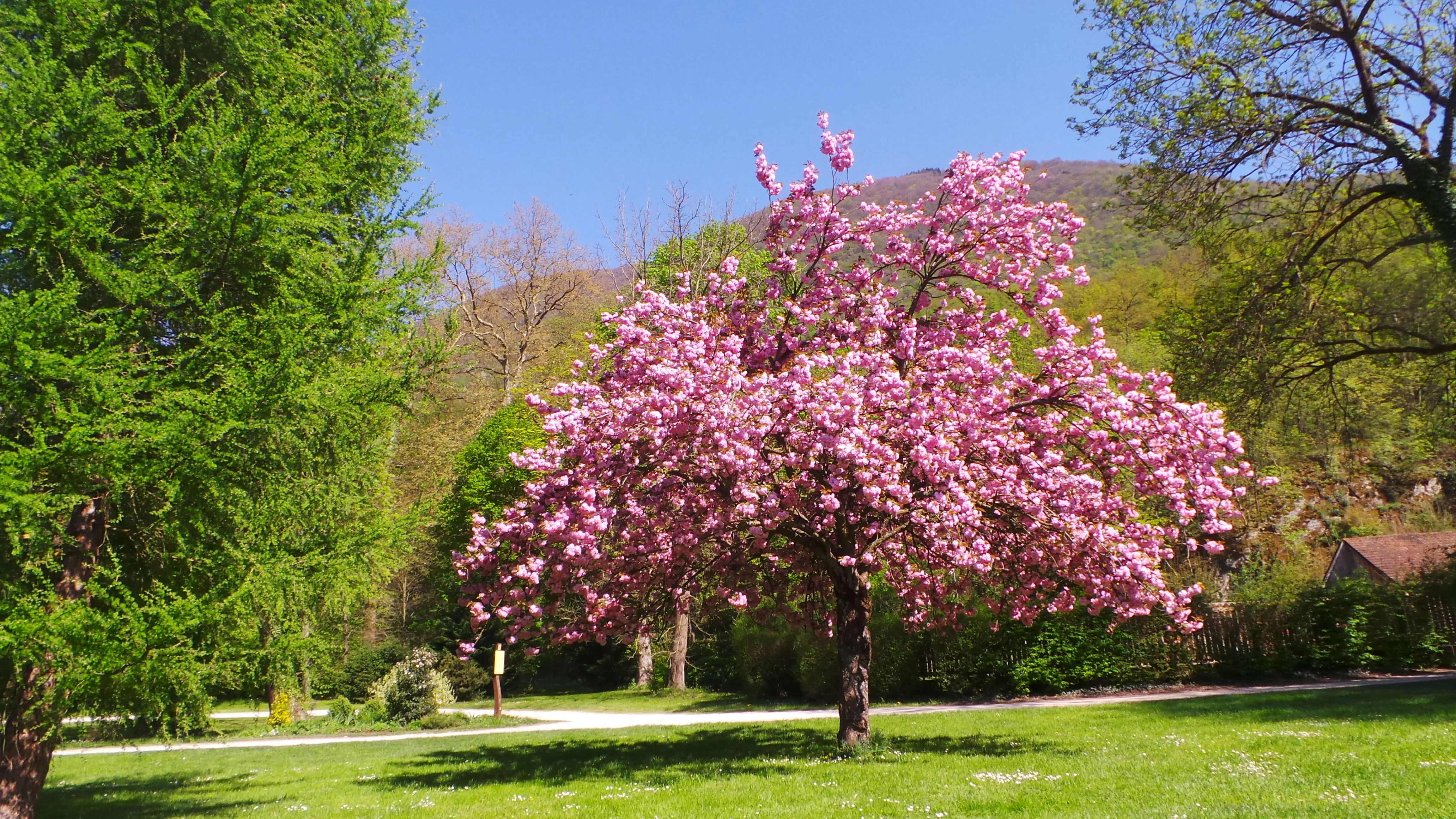 Parc du Domaine de Vizille arbre en fleurs © ©Domaine de Vizille/Département de l'Isère Vue en couleur d'un arbre en fleurs rose © ©Domaine de Vizille/Département de l'Isère