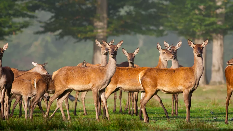 Vue en couleur de la réserve animalière © Gérard Navizet