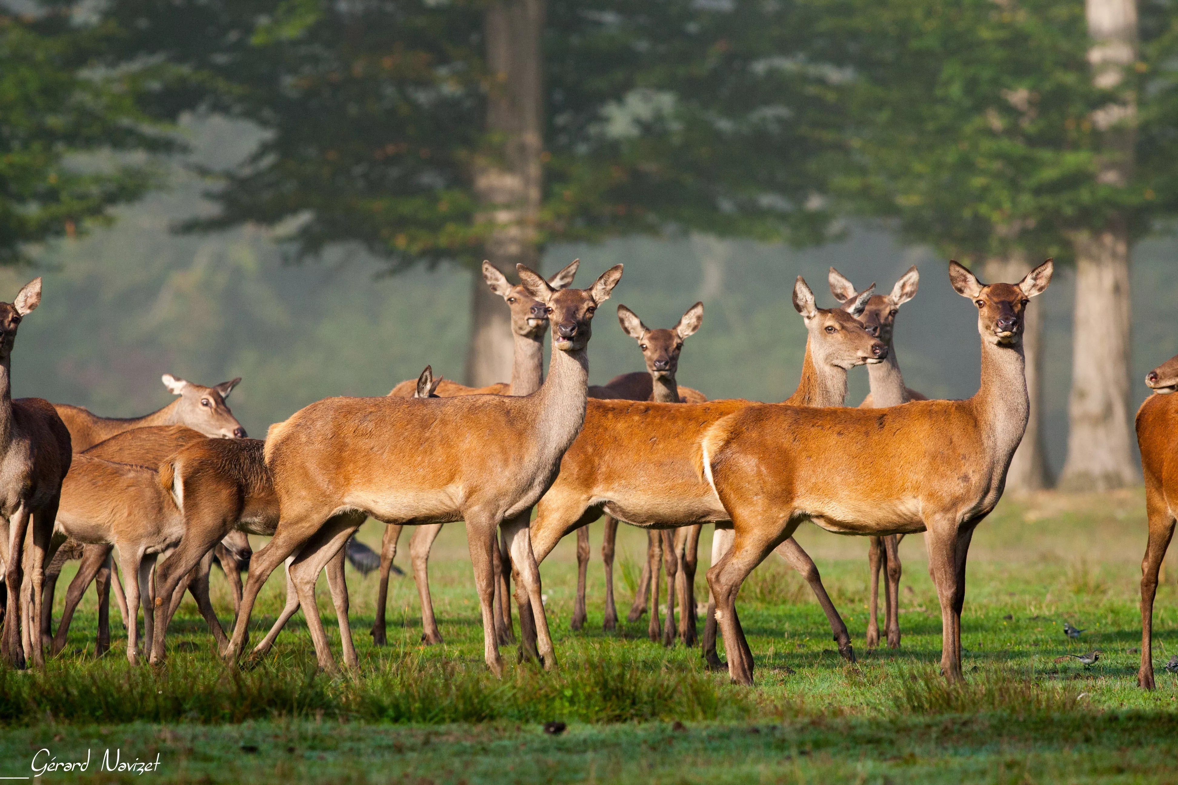 Vue en couleur de la réserve animalière © Gérard Navizet