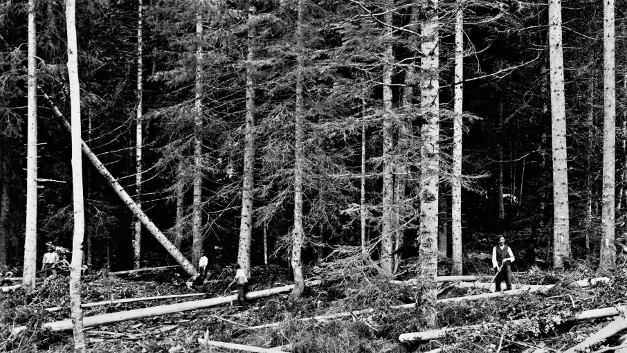 Equipe de bûcherons en forêt © Maison Bergès