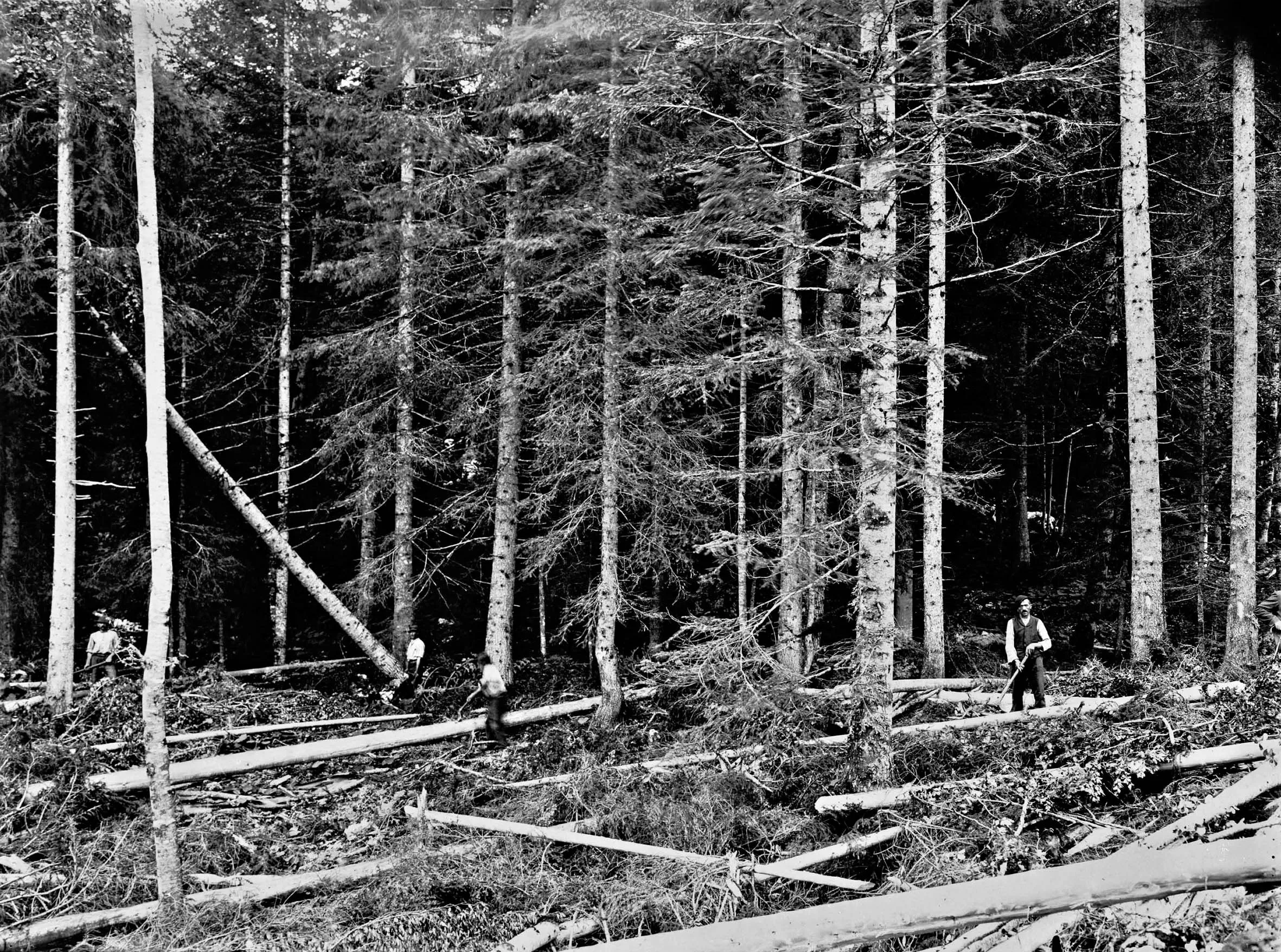 Une coupe de bois sur les Hauts Plateaux du Vercors, 1916 © Maison Bergès Equipe de bûcherons en forêt © Maison Bergès